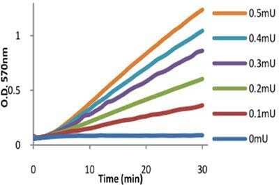 Asparaginase Assay Kit (Fluorometric) [KA1429] - Asparaginase activity positive control test.