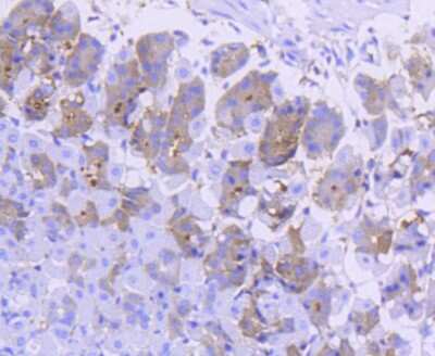 Immunohistochemistry-Paraffin: Asparagine synthetase Antibody (SC67-07) [NBP2-67593] - Analysis of paraffin-embedded mouse stomach tissue using anti-Asparagine synthetase antibody. Counter stained with hematoxylin.