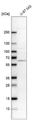 Western Blot: Asparagine synthetase Antibody [NBP2-56407] - Analysis in human cell line U-87 MG.