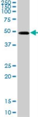 Western Blot: Aspartate Aminotransferase Antibody [H00002805-D01P] - Expression in mouse testis.