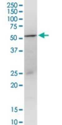 Western Blot: Aspartate Aminotransferase Antibody [H00002805-D01P] - Analysis of GOT1 expression in HepG2.