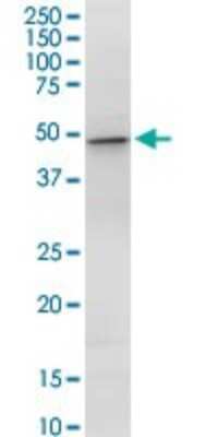 Western Blot: Aspartate Aminotransferase Antibody [H00002805-D01P] - Analysis of GOT1 expression in MCF-7.
