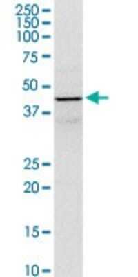 Western Blot: Aspartate Aminotransferase Antibody [H00002805-D01P] - Analysis of GOT1 expression in K-562.