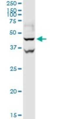 Western Blot: Aspartate Aminotransferase Antibody [H00002805-D01P] - Analysis of GOT1 expression in human liver.
