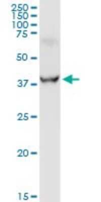 Western Blot: Aspartate Aminotransferase Antibody [H00002805-D01P] - Analysis of GOT1 expression in mouse liver.
