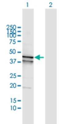 Western Blot: Aspartate Aminotransferase Antibody [H00002805-D01P] - Analysis of GOT1 expression in transfected 293T cell line by GOT1 polyclonal antibody.Lane 1: GOT1 transfected lysate(46.20 KDa).Lane 2: Non-transfected lysate.