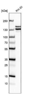<b>Orthogonal Strategies Validation. </b>Western Blot: Astrin Antibody (CL10078) [NBP2-88942] - Analysis in human cell line RH-30.
