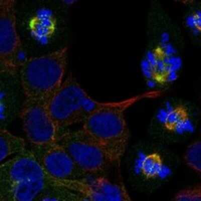 Immunocytochemistry/Immunofluorescence: Astrin Antibody [NBP3-17806] - Staining of human cell line HAP1 shows localization to nuclear bodies, cytosol & mitotic spindle.