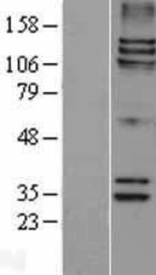 Western Blot Astrin Overexpression Lysate