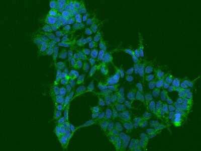 Immunocytochemistry/Immunofluorescence: Ataxin-10 Antibody [NBP2-97393] - Immunofluorescence staining of Ataxin-10 in Hek293 cells. Cells were fixed with 4% PFA, blocked with 10% serum, and incubated with rabbit anti-Human Ataxin-10 polyclonal antibody (dilution ratio 1:100) at 4C overnight. Then cells were stained with the Alexa Fluor(R)488-conjugated Goat Anti-rabbit IgG Secondary antibody (green) and counterstained with DAPI (blue).Positive staining was localized to Cytoplasm.