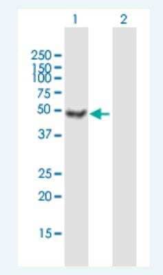 Western Blot: Ataxin-10 Antibody [H00025814-B01P-50ug] - Analysis of ATXN10 expression in transfected 293T cell line (H00025814-T01) by ATXN10 MaxPab polyclonal antibody.   Lane 1: ATXN10 transfected lysate(52.25 KDa). Lane 2: Non-transfected lysate.