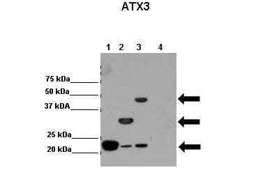 Western Blot: Ataxin-3 Antibody [NBP2-87047] - Lanes: Lane 1: 2ug hATX3 (isoform2); Josephin domain(1-182). Lane 2: 2ug hATX3 (isoform2); C-terminal truncated Atx3 (1-264). Lane 3: 2ug hATX3 (isoform2). Lane 4: 2ug other protein. Primary Antibody Dilution:  1:10,000. Secondary Antibody: Anti-rabbit HRP. Secondary Antibody Dilution:  1:20,000. Gene Name: ATXN3. Submitted by: Dr. Maria Macedo, Instituto de Biologia Molecular e Celular.