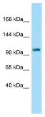 Western Blot: Ataxin 7 Antibody [NBP3-10469] - Western blot analysis of Ataxin 7 in Rat Small Intestine lysates. Antibody dilution at 1.0ug/ml