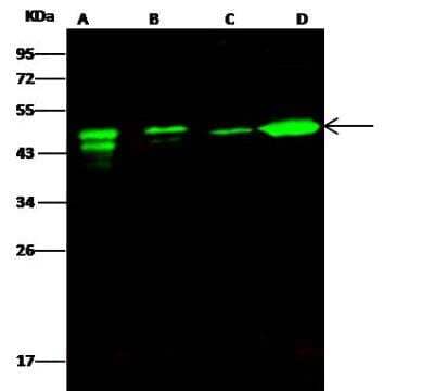 Western Blot Ataxin 7-Like 3 Antibody - Azide and BSA Free