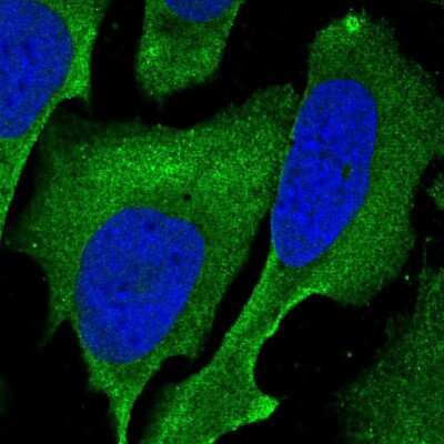 Immunocytochemistry/ Immunofluorescence Atherin Antibody