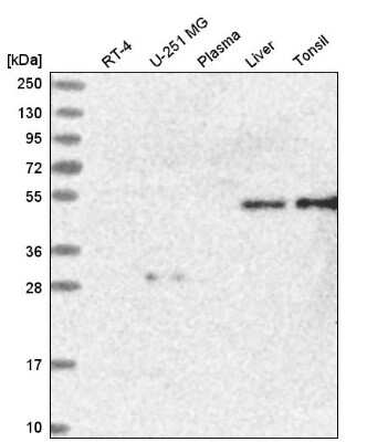 Western Blot Atherin Antibody