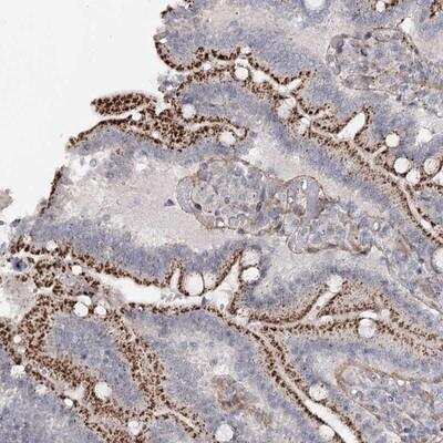Immunohistochemistry: Atlastin-2 Antibody [NBP1-90102] - Staining of human duodenum shows distinct cytoplasmic positivity with a granular pattern in glandular cells.