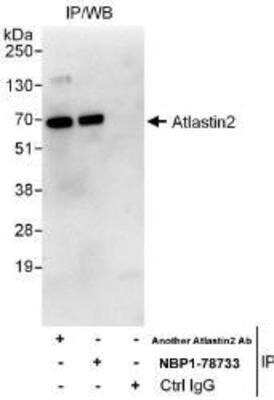 Immunoprecipitation Atlastin-2 Antibody - BSA Free