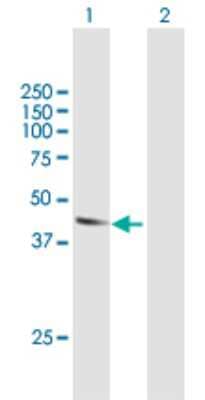 Western Blot: Atlastin-2 Antibody [H00064225-B01P] - Analysis of ATL2 expression in transfected 293T cell line by ATL2 polyclonal antibody.  Lane 1: ARL6IP2 transfected lysate(45.32 KDa). Lane 2: Non-transfected lysate.
