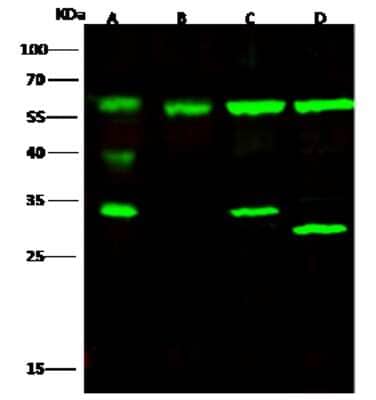 Western Blot: Atlastin-3 Antibody [NBP2-97067] - Anti-Atlastin-3 rabbit polyclonal antibody at 1:500 dilution. Lane A: Mouse liver Tissue Lysate. Lane B: 293T Whole Cell Lysate. Lane C: NIH-3T3 Whole Cell Lysate. Lane D: Jurkat Whole Cell Lysate. Lysates/proteins at 30 ug per lane. Secondary Goat Anti-Rabbit IgG H&L (Dylight 800) at 1/10000 dilution. Developed using the Odyssey technique. Performed under reducing conditions. Predicted band size: 61 kDa. Observed band size: 61 kDa (We are unsure as to the identity of these extra bands).
