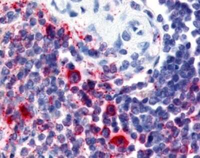 Immunohistochemistry-Paraffin: Attractin Antibody [NB100-58763] - Analysis of anti-ATRN / Attractin antibody with human spleen.