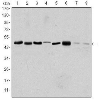 Western Blot: Aurora A Antibody (1F8) - Azide and BSA Free [NBP2-80587] - Analysis using Aurora A mouse mAb against HEK293 (1), Sw620 (2), MCF-7 (3), Jurkat (4), Hela (5), HepG2 (6), Cos7 (7) and PC-12 (8) cell lysates. Image from the standard format of this antibody.