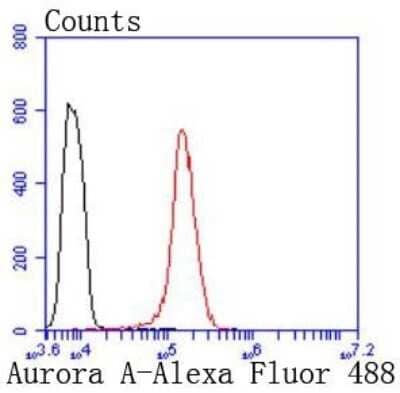 Flow Cytometry: Aurora A Antibody (ST46-07) [NBP2-67498] - Analysis of Hela cells with Aurora A antibody at 1/50 dilution (red) compared with an unlabelled control (cells without incubation with primary antibody; black). Alexa Fluor 488-conjugated goat anti rabbit IgG was used as secondary antibody