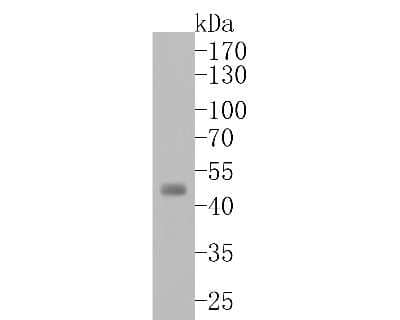 Western Blot: Aurora A Antibody (ST46-07) [NBP2-67498] - Western blot analysis of Aurora A on K562 cell lysates. Proteins were transferred to a PVDF membrane and blocked with 5% BSA in PBS for 1 hour at room temperature. The primary antibody (1/500) was used in 5% BSA at room temperature for 2 hours. Goat Anti-