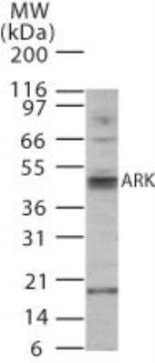 Western Blot: Aurora A/B Antibody [NBP2-32777] - analysis of Aurora A/B in HCT-116 whole cell lysate using this antibody.