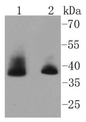 Western Blot: Aurora B Antibody (SC55-08) [NBP2-67568] - Analysis of Aurora B on different lysates using anti-Aurora B antibody at 1/1,000 dilution. Positive control: Lane 1: Hela Lane 2: MCF-7