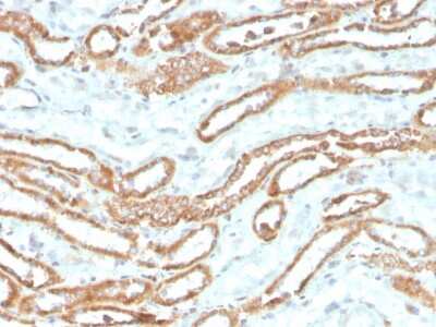 Immunohistochemistry-Paraffin: Aurora B Antibody (rAURKB/1592) - Azide and BSA Free [NBP3-08877] - Formalin-fixed, paraffin-embedded human kidney stained with Aurora B Recombinant Mouse Monoclonal Antibody (rAURKB/1592).