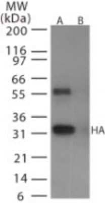Western Blot: Avian Influenza A H6N1 Hemagglutinin Antibody [NB100-56608] - Avian Influenza A H6N1 Hemagglutinin in (A) recombinant fusion protein containing amino acids 128-143 and (B) fusion partner without these amino acids, using this antibody at 0.5 ug/ml.