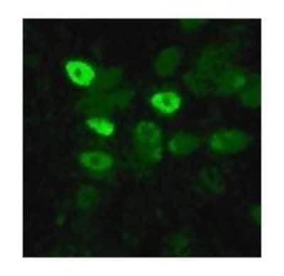 Immunocytochemistry/ Immunofluorescence Avian Influenza A H6N1 Nucleoprotein Antibody - BSA Free