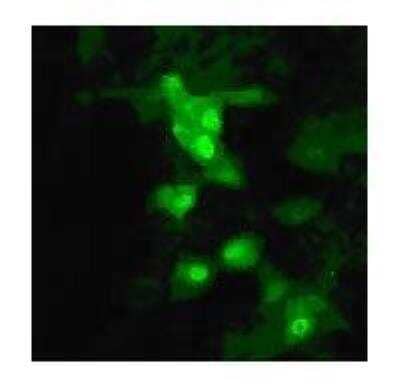 Immunocytochemistry/Immunofluorescence: Avian Influenza A Hemagglutinin Antibody Pack [NBP2-25066] - Staining of influenza-infected MDCK cells using NB100-1933 at 1:10 dilution. Image Courtesy of Catherine Thompson, The University of Reading.