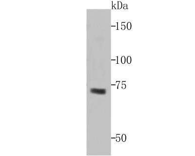 Western Blot: Avian avulavirus 1 Hemagglutinin-neuraminidase Antibody [NBP2-75933] - analysis of Hemagglutinin Neuraminidase on Hemagglutinin Neuraminidase transfected HEK293 cell lysates using anti- Hemagglutinin Neuraminidase antibody at 1/500 dilution.
