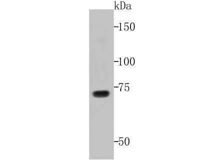 Western Blot: Avian avulavirus 1 Hemagglutinin-neuraminidase Antibody [NBP2-76935] - Western blot analysis of Hemagglutinin Neuraminidase on Hemagglutinin Neuraminidase transfected HEK293 cell lysates using anti- Hemagglutinin Neuraminidase antibody at 1/500 dilution.