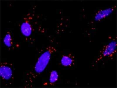 Proximity Ligation Assay: Axin-1 Antibody (2B11) [H00008312-M01] - Analysis of protein-protein interactions between GSK3B and AXIN1. HeLa cells were stained with anti-GSK3B rabbit purified polyclonal 1:1200 and anti-AXIN1 mouse monoclonal antibody 1:50. Each red dot represents the detection of protein-protein interaction complex, and nuclei were counterstained with DAPI (blue).