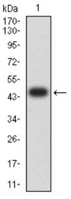 Western Blot: Axin-1 Antibody (4E9F1) [NBP2-61695] - Analysis using AXIN1 mAb against human AXIN1 (AA: 546-752) recombinant protein. (Expected MW is 48.7 kDa)