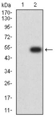 Western Blot: Axin-1 Antibody (4E9F1) [NBP2-61695] - Analysis using AXIN1 mAb against HEK293 (1) and AXIN1 (AA: 546-752)-hIgGFc transfected HEK293 (2) cell lysate.