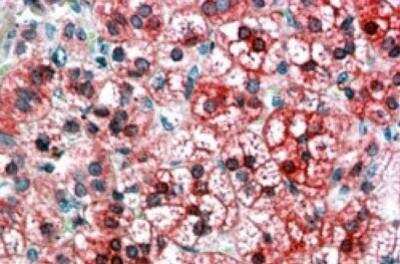Immunohistochemistry: Axin-1 Antibody [NB100-1011] - (3.8ug/ml) staining of paraffin embedded Human Adrenal Cortex. Steamed antigen retrieval with citrate buffer pH 6, AP-staining.