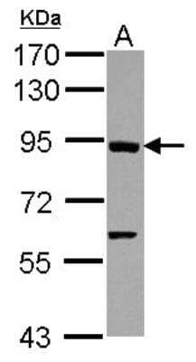 Western Blot: Axin-1 Antibody [NBP2-15529] -  Sample (30 ug of whole cell lysate) A: A431 7. 5% SDS PAGE gel, diluted at 1:3000.