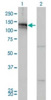 Western Blot: Axl Antibody (6C8) [H00000558-M01] - Analysis of AXL expression in transfected 293T cell line by AXL monoclonal antibody (M01), clone 6C8.Lane 1: AXL transfected lysate(98 KDa).Lane 2: Non-transfected lysate.