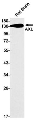 Western Blot: Axl Antibody (S06-5B2) [NBP3-20030] - Western blot detection of Axl in Hela cell lysates using NBP3-20030 (1:1000 diluted). Predicted band size: 98kDa. Observed band size: 138kDa.