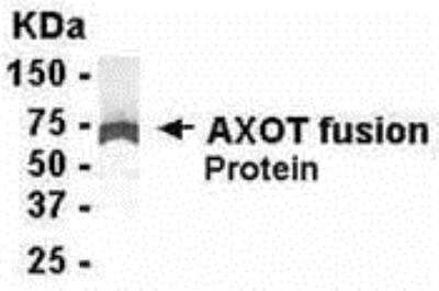 Western Blot: Axotrophin Antibody [NB120-13997] - E coli-derived fusion protein as test antigen. Affi-pure IgY dilution: 1:2000, Goat anti-IgY-HRP dilution: 1:1000. Colorimetric method for signal development ( anti-AXO )