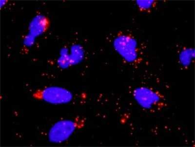 Proximity Ligation Assay: B-Myb Antibody [H00004605-D01P] - Analysis of protein-protein interactions between MYBL2 and E2F1. HeLa cells were stained with anti-MYBL2 rabbit purified polyclonal 1:1200 and anti-E2F1 mouse monoclonal antibody 1:50. Each red dot represents the detection of protein-protein interaction complex, and nuclei were counterstained with DAPI (blue).