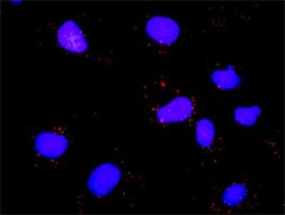 Proximity Ligation Assay: B-Myb Antibody [H00004605-D01P] - Analysis of protein-protein interactions between MYBL2 and E2F1. Mahlavu cells were stained with anti-MYBL2 rabbit purified polyclonal 1:1200 and anti-E2F1 mouse monoclonal antibody 1:50. Each red dot represents the detection of protein-protein interaction complex, and nuclei were counterstained with DAPI (blue).