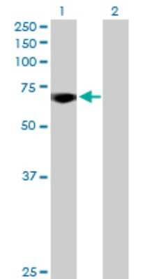 Western Blot: B-Myb Antibody [H00004605-D01P] - Analysis of MYBL2 expression in transfected 293T cell line by MYBL2 polyclonal antibody.Lane 1: MYBL2 transfected lysate(78.80 KDa).Lane 2: Non-transfected lysate.