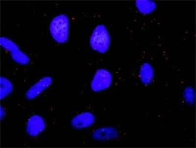 Proximity Ligation Assay: B-Raf Antibody (3D2) [H00000673-M02] - Analysis of protein-protein interactions between MAPK3 and BRAF. HeLa cells were stained with anti-MAPK3 rabbit purified polyclonal 1:1200 and anti-BRAF mouse monoclonal antibody 1:50. Each red dot represents the detection of protein-protein interaction complex, and nuclei were counterstained with DAPI (blue).