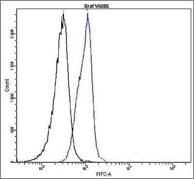 Flow Cytometry: B-Raf Antibody (K21-F) - V600-E Mutation - BSA Free [NBP2-61221] - Profile of B-raf, V600-E expression in human peripheral blood lymphocytes of patient with chronic lymphocytic leukemia. analyzed by the BD FACSCanto II. HT29 cells and blood cells were fixed, permeabilized and stained with anti-B-raf, V600-E FITC (green or blue; used 10 ul for HT29 and 4 ul for lymphocytes per test) or with an isotype control (black).