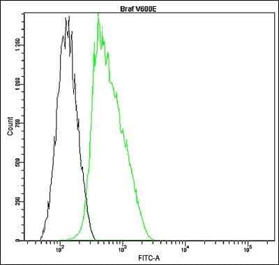Flow Cytometry: B-Raf Antibody (K21-F) - V600-E Mutation - BSA Free [NBP2-61221] - Profile of B-raf, V600-E expression in human HT29 cell line analyzed by the BD FACSCanto II. HT29 cells and blood cells were fixed, permeabilized and stained with anti-B-raf, V600-E FITC (green or blue; used 10 ul for HT29 and 4 ul for lymphocytes per test) or with an isotype control (black).